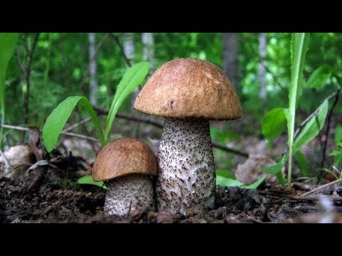 Знакомство с грибами Подберёзовик Виды Признаки Отличия
