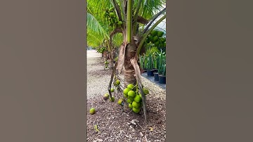 Super Dwarf Coconut Tree #fruit