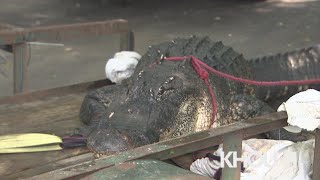 Interview With Houstons Gator Wrangler, Tim Deramus