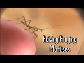 The Guide to Raising Praying Mantises: Part One