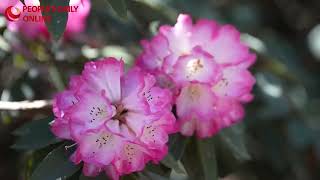 Colorful azaleas illuminate spring in southwest China's Yunnan