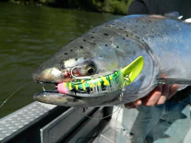 How to  Prepping & Tuning Salmon Fishing Plugs for Spring Chinook 