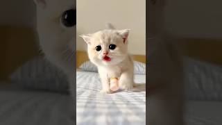 Most Adorable Kitty Walking In Bed