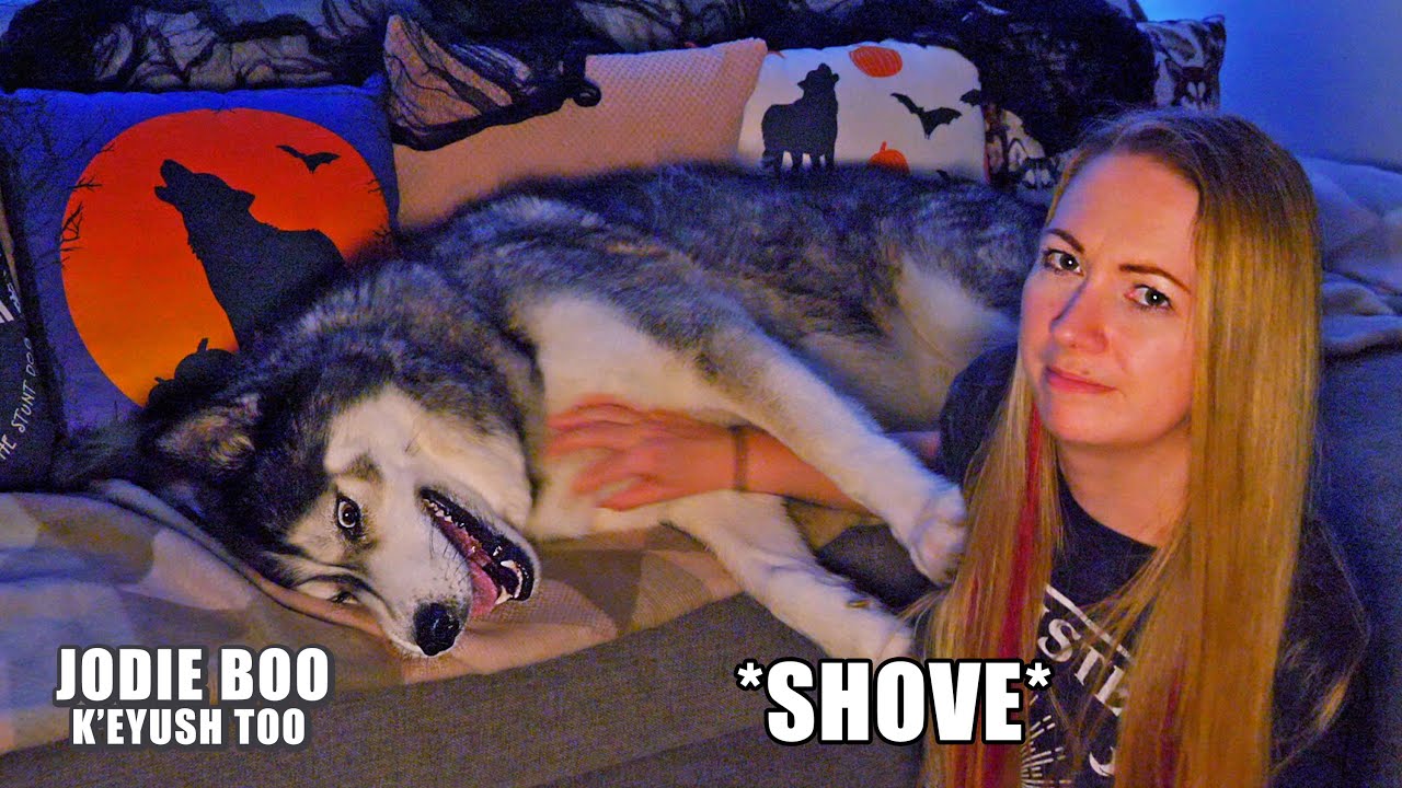 My Husky Hates My Spooky Story Telling He Shoves Me Youtube