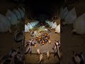 We Put a Camera Inside a Spider Nest o‘rgimchak uyasi ichiga #spider #viral #creepy #nature #shorts