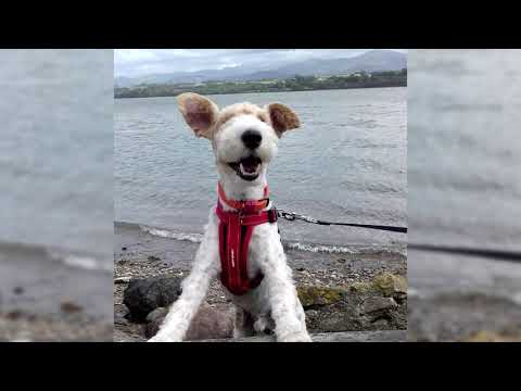 Vidéo: Comment Acheter Un Chiot Wire Fox Terrier