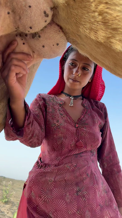 Desert life in india #india #traditionallife #villagelife #camel milk #camel video