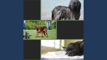 Glorious Backdrops for Doggy Safe Space