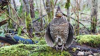 Ruffed Grouse Makes Wild Drumming Sound | Audubon Photography Awards 2022 | Michael Melton