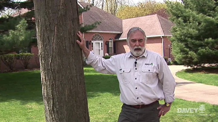 Tree Laws: Tree on Property Line, Who is Responsible?