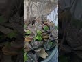 tigerstipe kalanchoe ফুলিবলৈ সাজু 😊#highlight #virel#kalanchoe