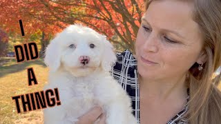 I Did A Thing!! New Mini Goldendoodle Puppy | Opal