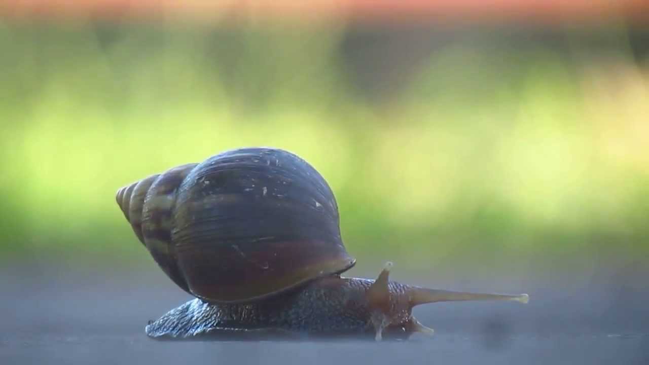 walk along snail