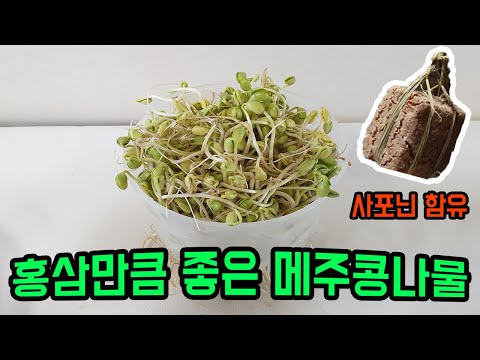 메주콩나물의 엄청난 효능! 집에서 키워  요리 방법까지!｜The great efficacy of meju bean sprouts! How to cook at home!