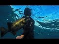 Spearfishing on a kayak compilation  spearfishing east london south africa