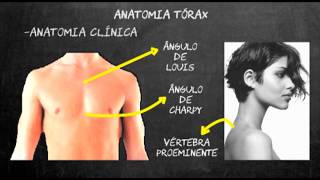 Semiologia médica pulmonar - Parte1