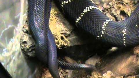 Boelens Python Courting Female
