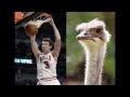The Chicago Bulls Are Beasts The Chicago Bulls Are Beasts