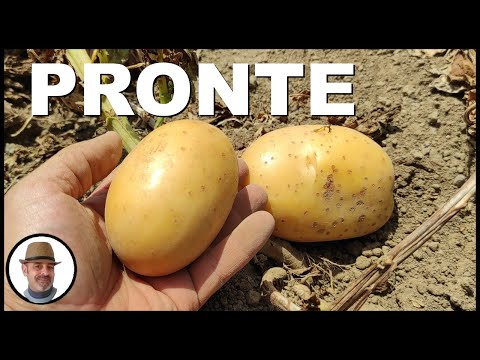 Video: Qual è la differenza tra patate gialle e dorate?