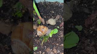 Snail ate cabbage slowly and quietly