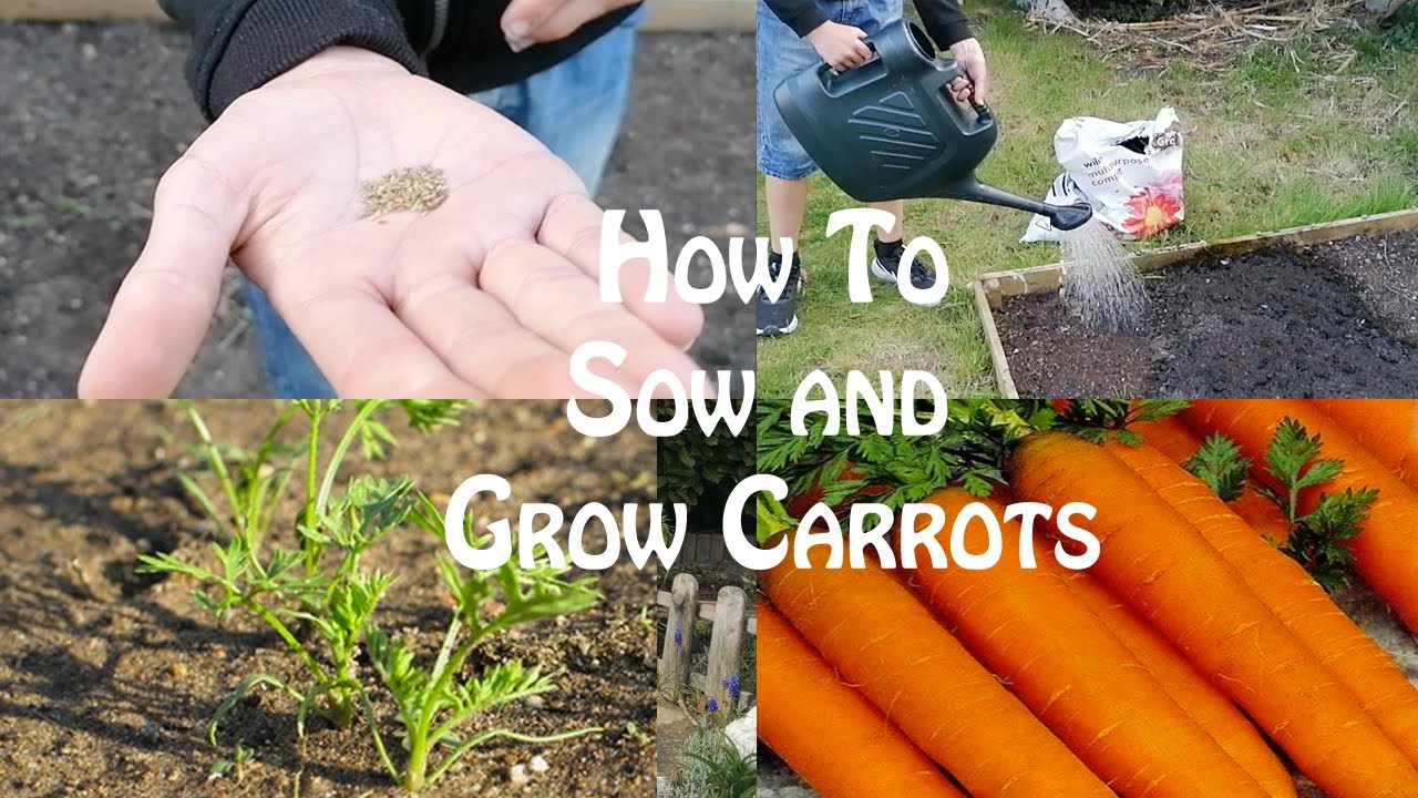 How to Sow and Grow Carrots - YouTube