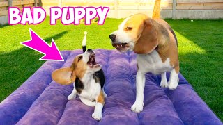 Big Brother Beagle and Baby Beagle Sister: The Ultimate Playdate