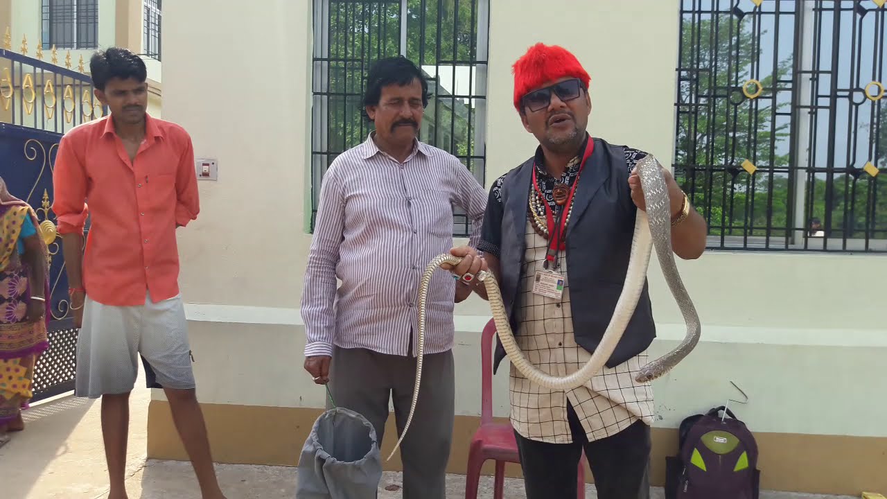 Indian Rat Snake (non venomous) Receive in school campus snake rescue team Panchet dam(N G O)