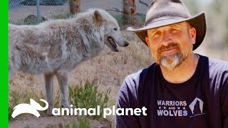 Rescued Wolves Find A Loving New Home At LARC | Wolves and Warriors