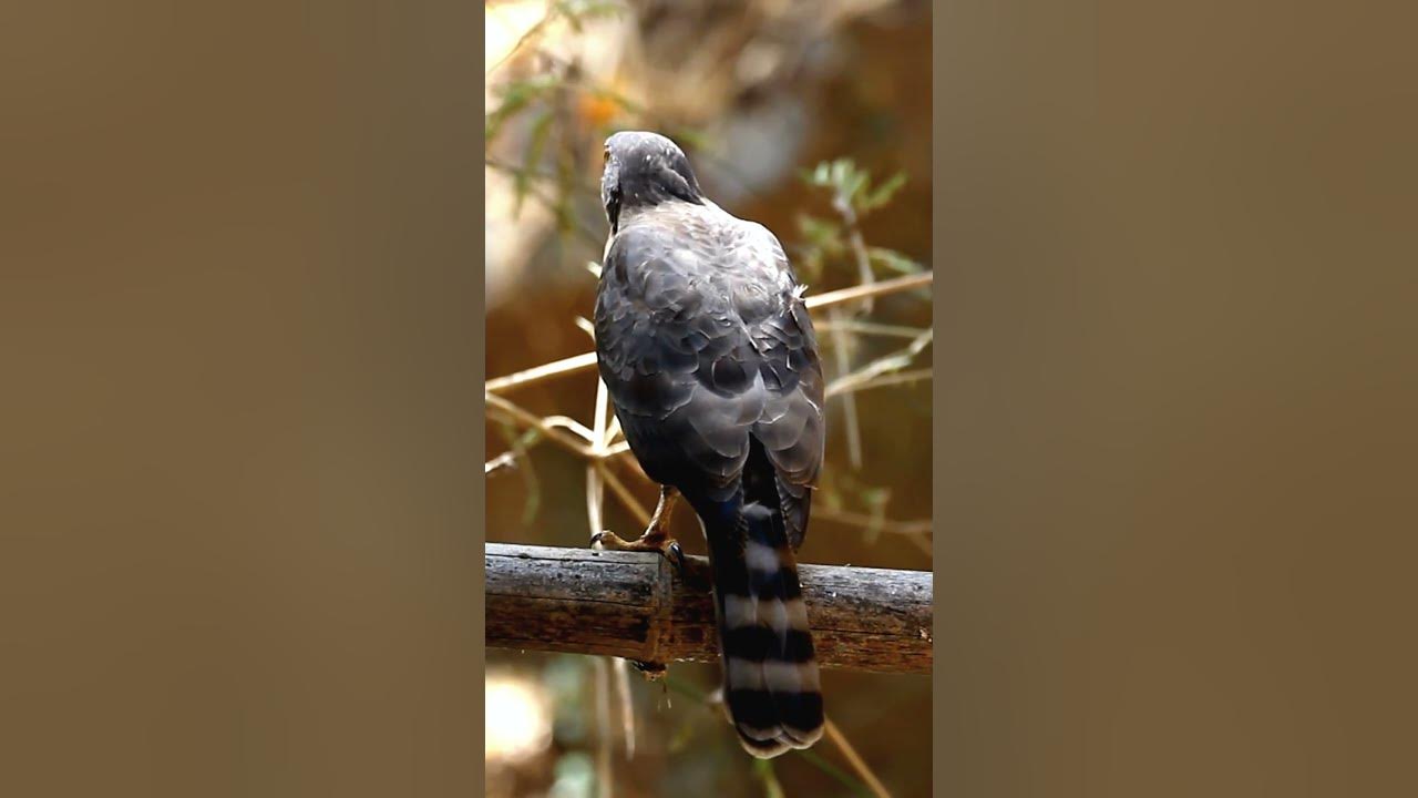 Goshawk: The Apex Predator of the Skies shorts #goshawk #birdofprey # Goshawk: The Apex Predator of the Skies shorts #goshawk #birdofprey #
