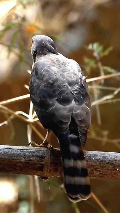 Goshawk: The Apex Predator of the Skies shorts #goshawk #birdofprey # Goshawk: The Apex Predator of the Skies shorts #goshawk #birdofprey #