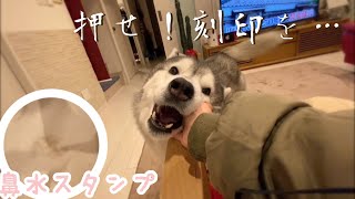 スカートに見事な鼻スタンプを刻印したシベリアンハスキー