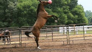 Jolly Ball Horse