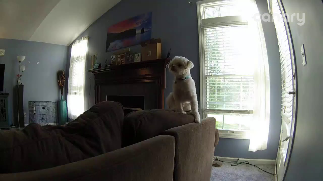 Canary Pro Camera – Sample Footage (Indoor Daytime Living Room Pet)