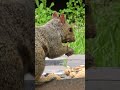Pez enjoys some squirrel snacks #short #squirrel #squirrelseating