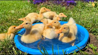 Mini pool for funny ducklings