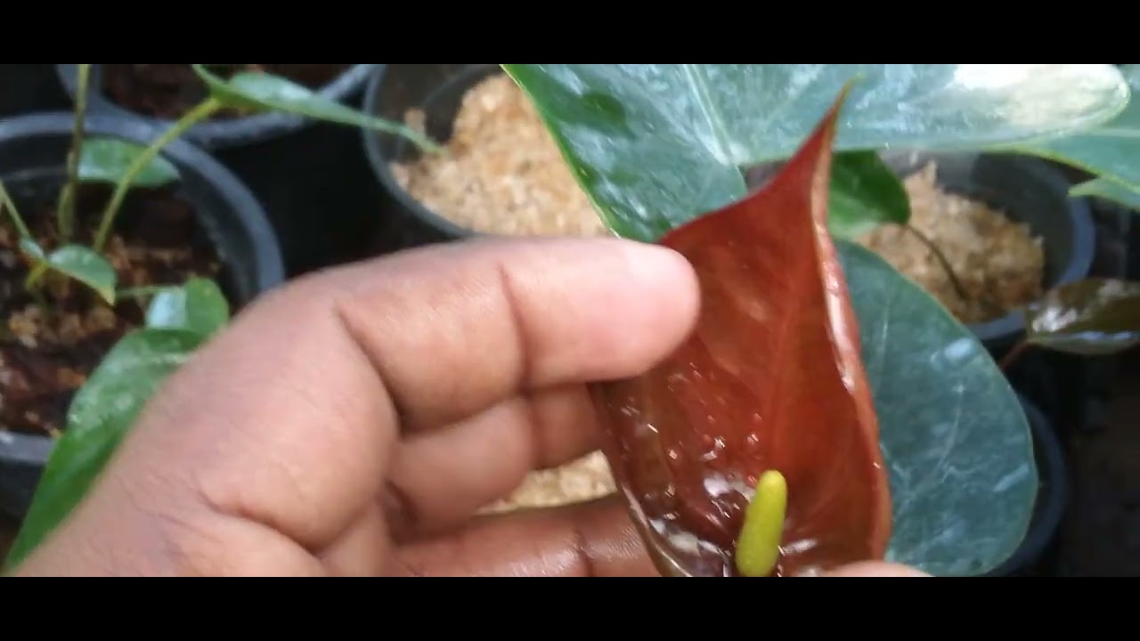 ලස්සන ඇන්තූරියම් පැකේජ් දෙකක්☎️0766358788🥰🥰 RMmyvlogs-4 