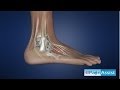 Ankle Joint Anatomy Explained: Bones, Joints, Ligaments, Tendons- Anterior, Posterior