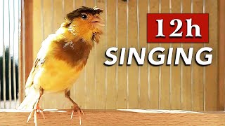 Canary 12h Singing - The Best Training Song