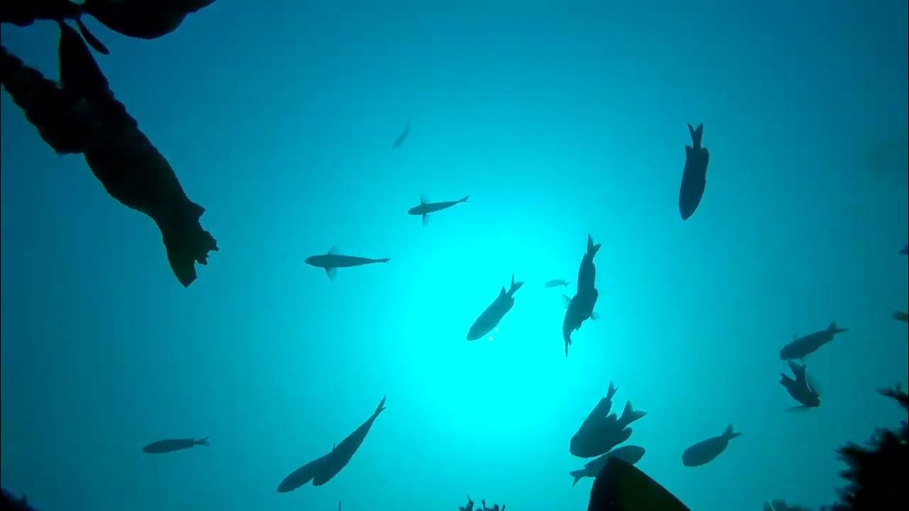 Ruby E Shipwreck Scuba Diving & Exploring 2015 (Unedited) YouTube