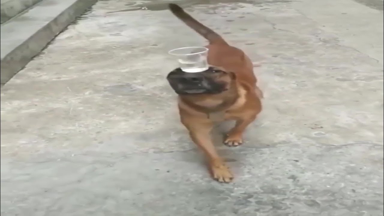 Dog Balancing A Cup Of Water While Walking YouTube