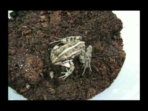 Frog versus Epomis beetle larva