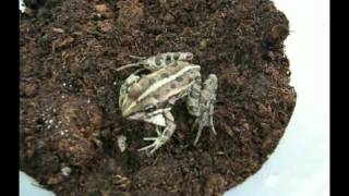 Frog Versus Epomis Beetle Larva