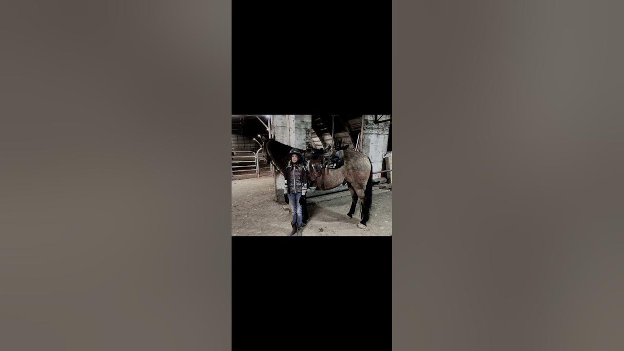 💗✨#story #equestrian #timelapse #horses #dreams #memories #edit #song #fypシ゚viral #belle #subscribe 💗✨#story #equestrian #timelapse #horses #dreams #memories #edit #song #fypシ゚viral #belle #subscribe