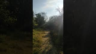 Caminando Por El Bosque Sendero