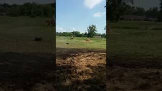 Hiccup 7 Yr Old Broke Gelding