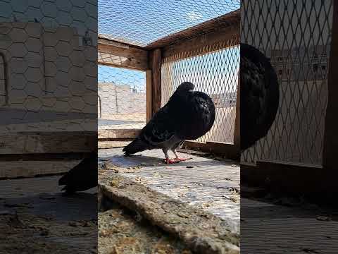 حمام النفاخ استعراض جمال لا مثيل له   