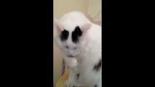 Cute Cat Casually Destroys Things by JulianaMeows 2,847 views 11 years ago 1 minute, 25 seconds