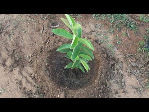 how To Plant Guava Plants ||జామ మొక్కలు నాటడం ఎలా?|| 9885362737.