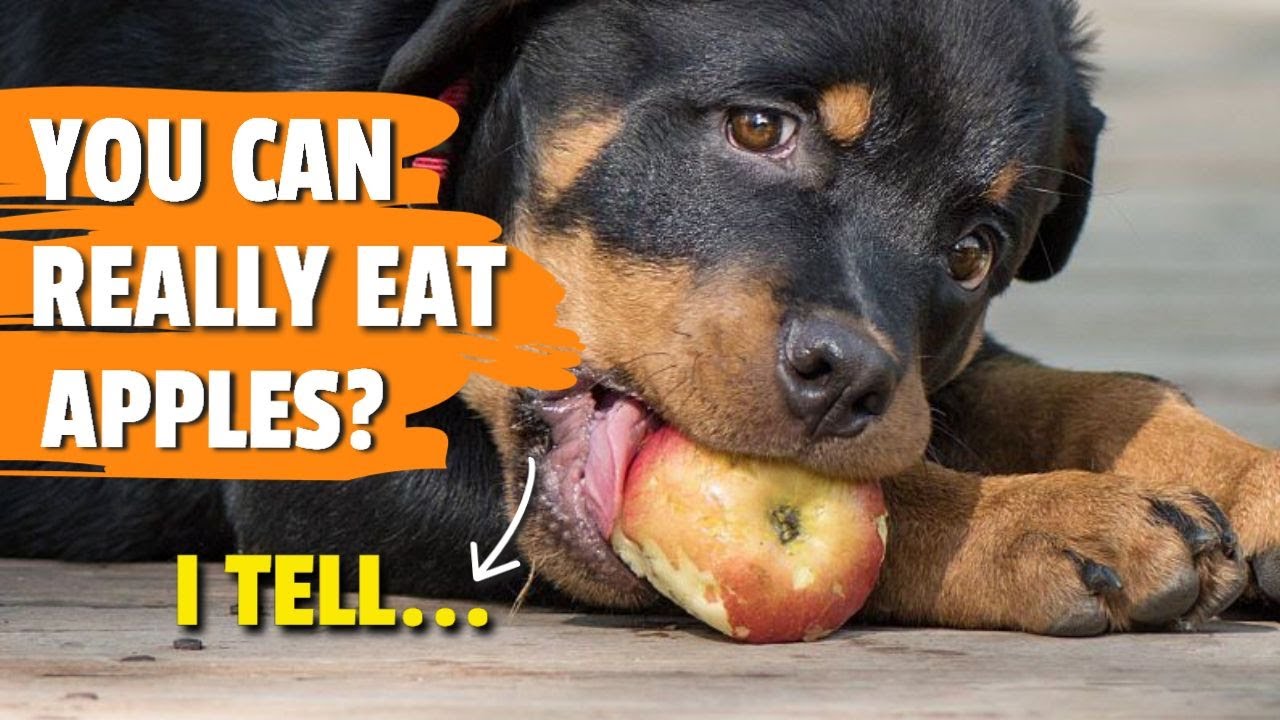 🐶🍎 ¿Can DOGS Eat APPLES and Applesauce?