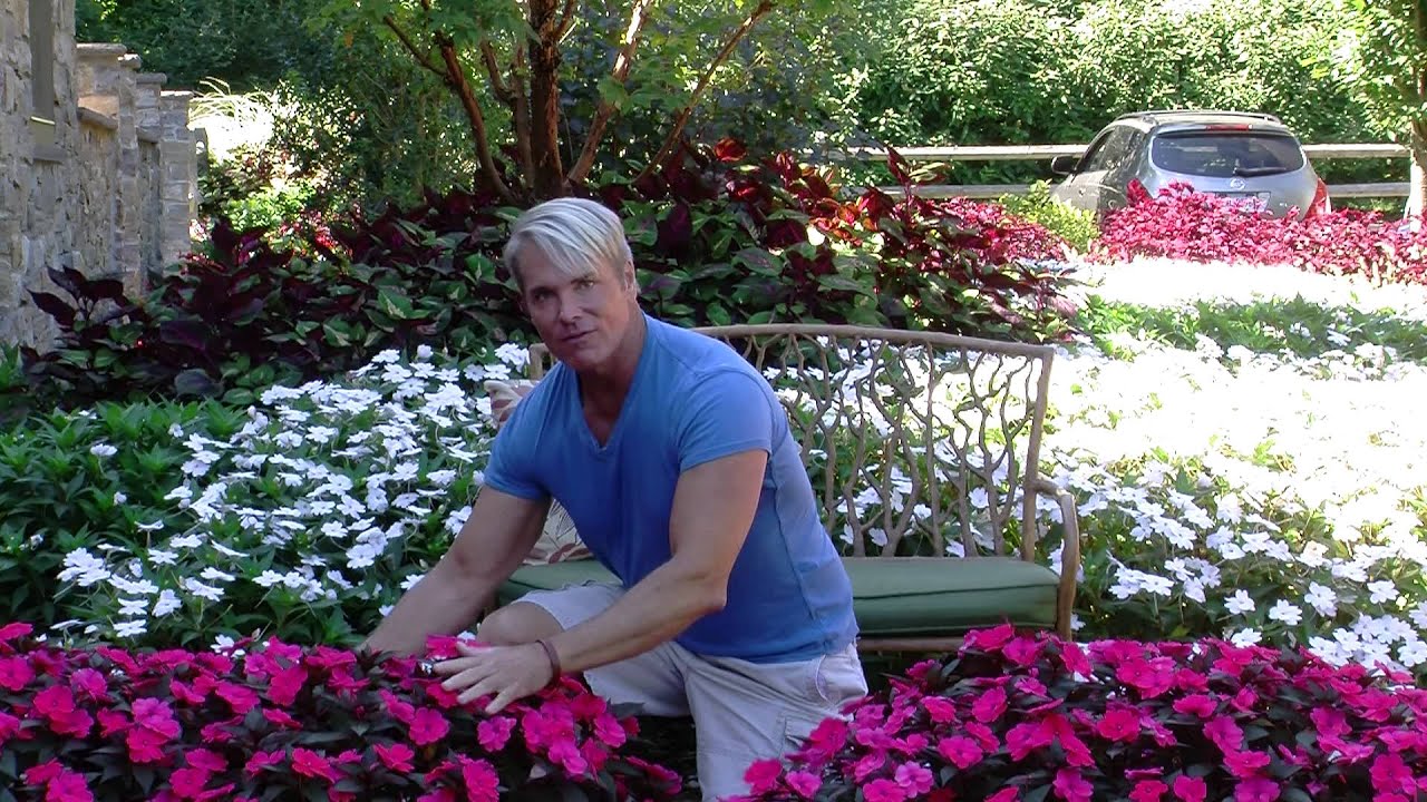 Sunpatiens Planted In Ground Phillip Watson Youtube